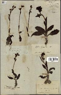 spécimen de Ophrys lutea