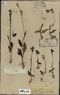 spécimen de Ophrys lutea