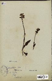 spécimen de Ophrys lutea