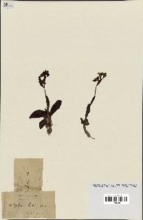 spécimen de Ophrys lutea