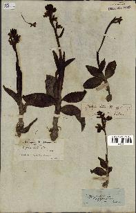 spécimen de Ophrys lutea