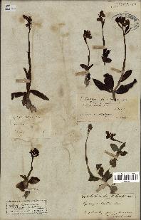 spécimen de Ophrys lutea