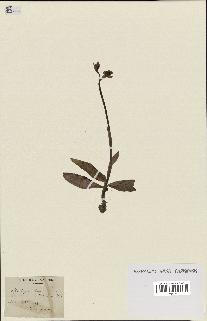 spécimen de Ophrys lutea
