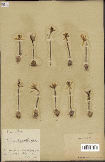 spécimen de Crocus chrysanthus