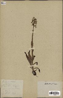 spécimen de Orchis montana