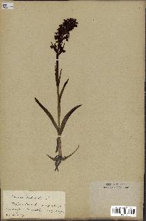 spécimen de Orchis latifolia