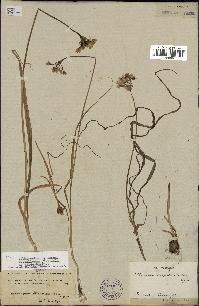 spécimen de Allium subhirsutum