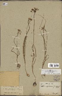 spécimen de Allium subhirsutum