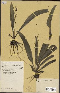 spécimen de Chlorophytum gallabatense