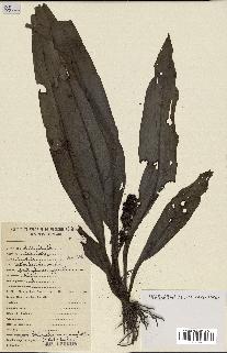 spécimen de Chlorophytum macrophyllum