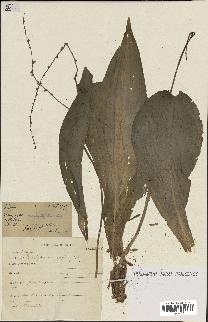 spécimen de Chlorophytum macrophyllum