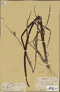 spécimen de Chlorophytum cameronii