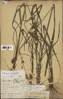 spécimen de Chlorophytum cameronii