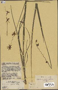 spécimen de Chlorophytum cameronii