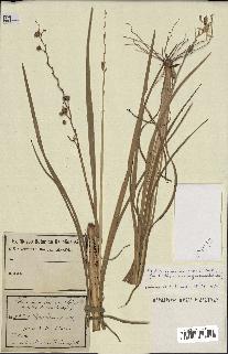 spécimen de Chlorophytum cameronii