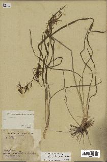 spécimen de Chlorophytum cameronii