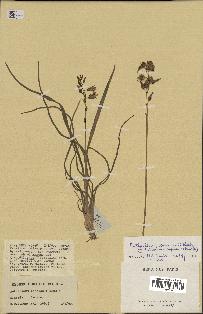 spécimen de Chlorophytum cameronii