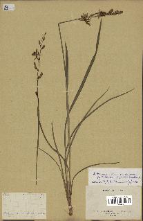 spécimen de Chlorophytum cameronii