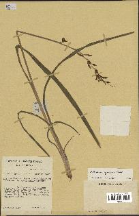 spécimen de Chlorophytum cameronii