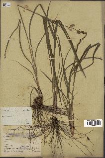 spécimen de Chlorophytum cameronii