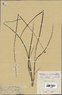 spécimen de Chlorophytum cameronii