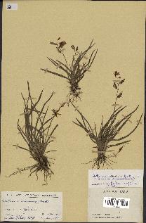 spécimen de Chlorophytum cameronii