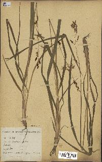 spécimen de Chlorophytum cameronii