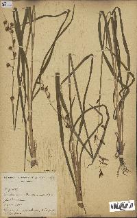 spécimen de Chlorophytum cameronii