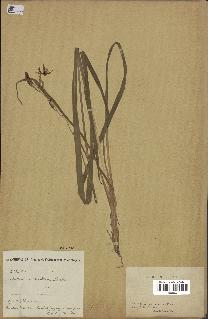 spécimen de Chlorophytum cameronii