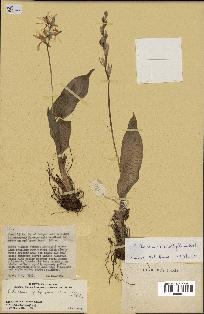spécimen de Chlorophytum subpetiolatum