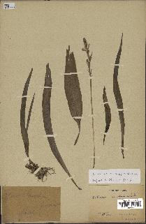 spécimen de Chlorophytum subpetiolatum