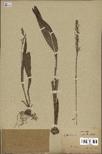 spécimen de Chlorophytum subpetiolatum