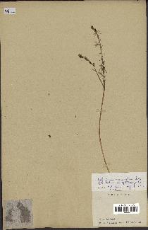 spécimen de Chlorophytum subpetiolatum