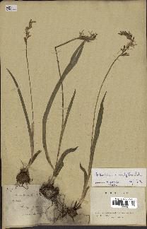 spécimen de Chlorophytum subpetiolatum