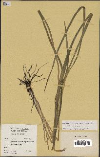 spécimen de Chlorophytum cameronii