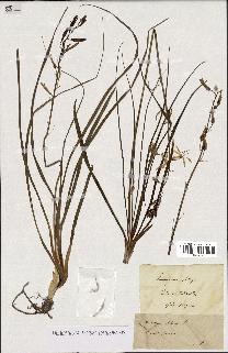 spécimen de Anthericum liliago