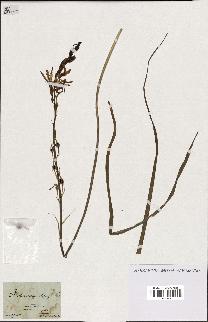 spécimen de Anthericum liliago
