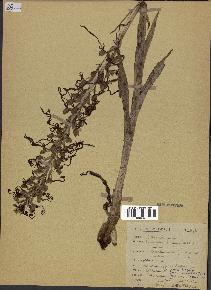 spécimen de Himantoglossum hircinum