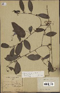 spécimen de Smilax corbularia