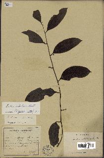 spécimen de Smilax corbularia