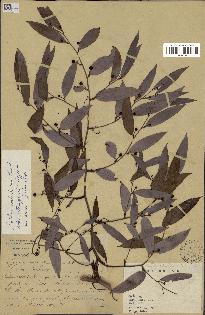 spécimen de Smilax corbularia