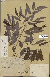 spécimen de Smilax corbularia