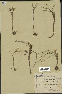 spécimen de Crocus biflorus