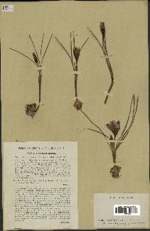 spécimen de Crocus biflorus