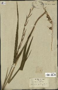 spécimen de Gladiolus segetum