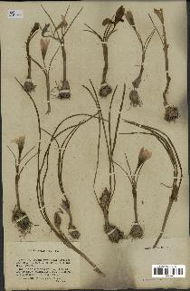 spécimen de Crocus versicolor