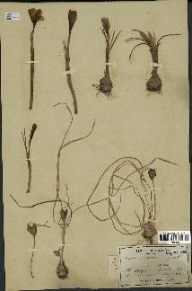 spécimen de Crocus versicolor