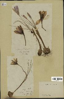 spécimen de Crocus versicolor