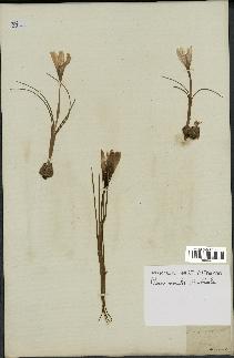 spécimen de Crocus versicolor