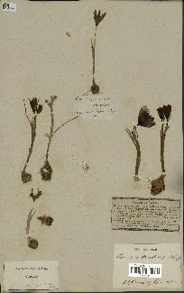 spécimen de Crocus reticulatus